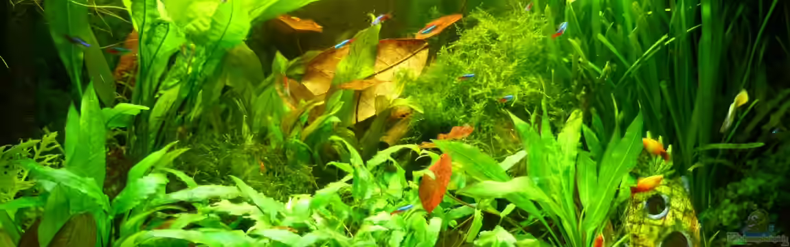 Manni  Rio 125 von Manfred Feinhals