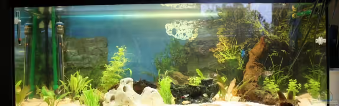 Manus Becken von Manuel Eysoldt