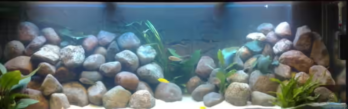 Marc´s Mbuna-World von banditbart