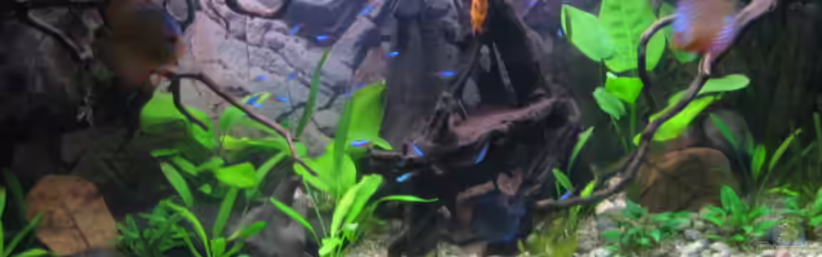 Marie-Christin von Marie-Christin