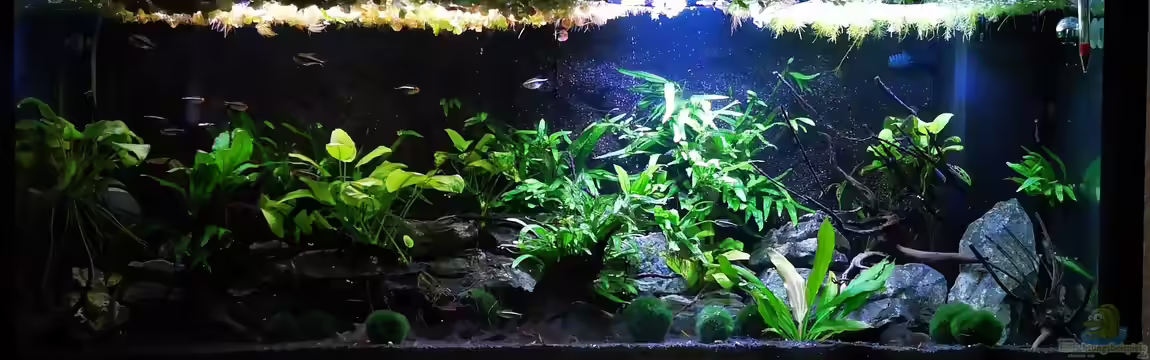 Mark`s Rio240 von Mark H.