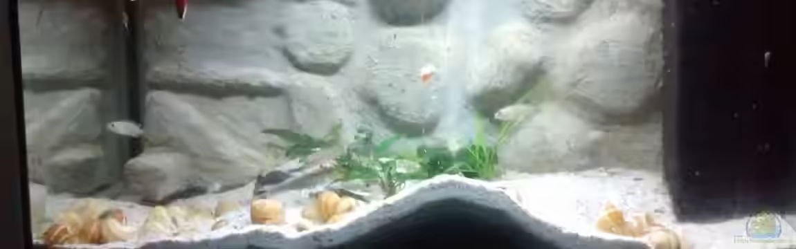 Maulwurfbecken von Paul8