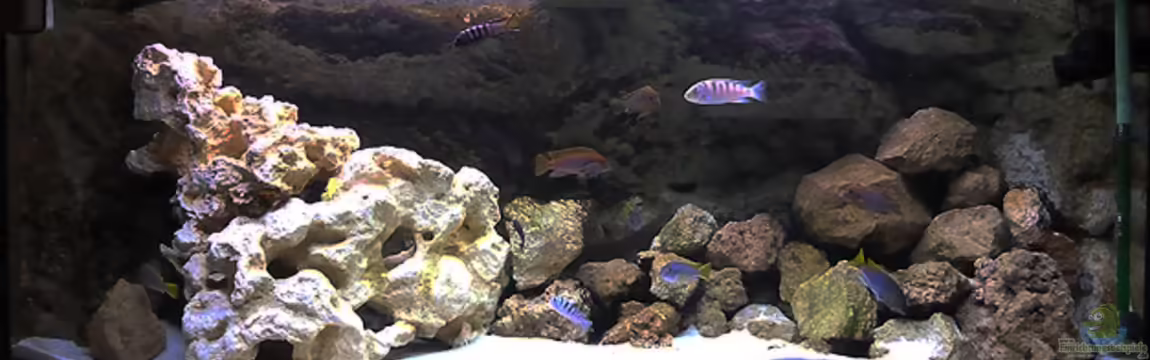 Mbuna 1 von African Lake