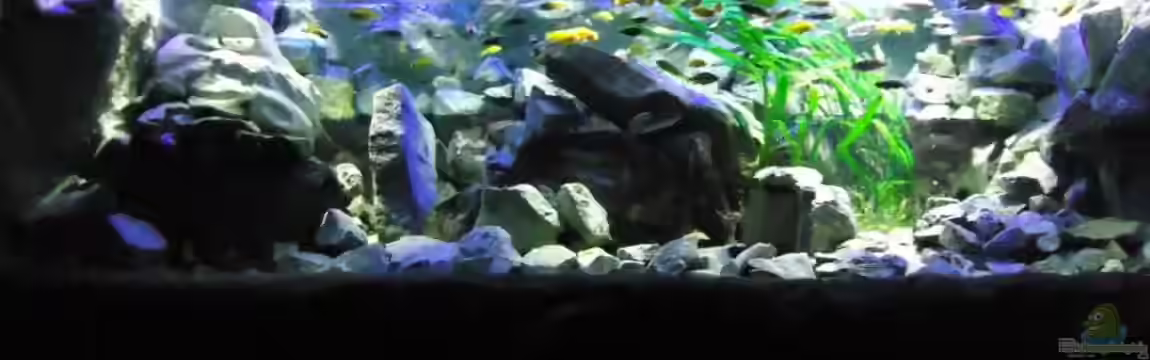 Mbuna Bay of Darkness von Mbuna Mick