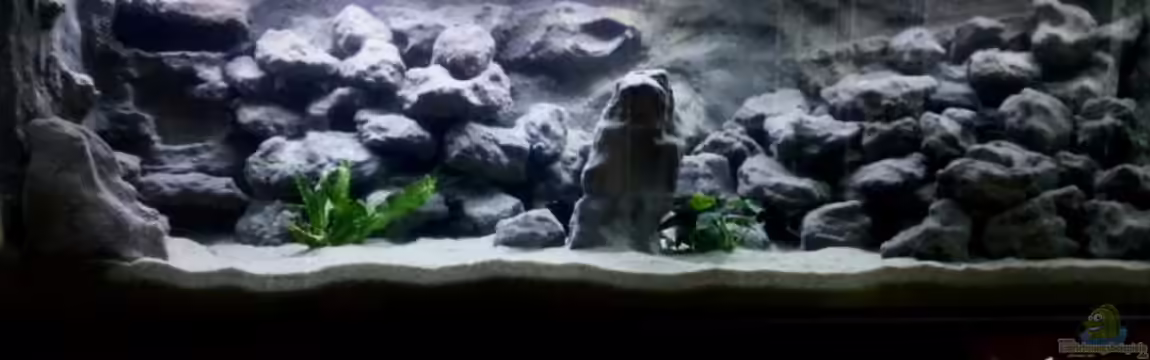 Mbuna Becken - noch in Arbeit von Mister Fish