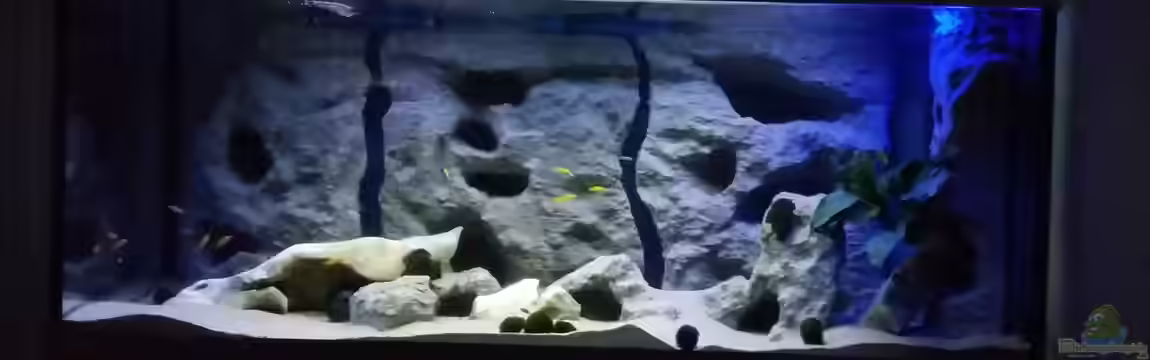 Mbuna-Becken von B.R.