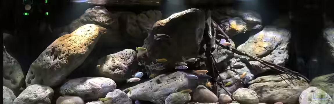 Mbuna Felszone von Fab!