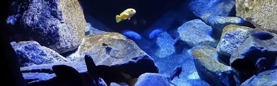 Mbuna Hardscape von Malawi_Einsteiger