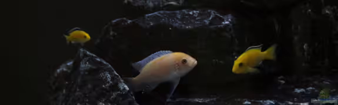 Mbuna Juwel Vision 260 von MHu