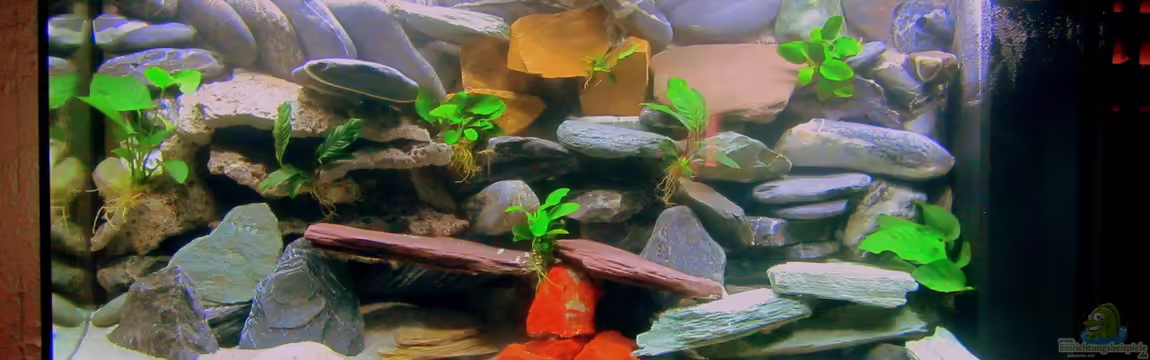 mbuna-place von Mbuna