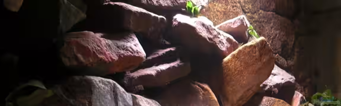 Mbuna Rocks von Kai Pragal