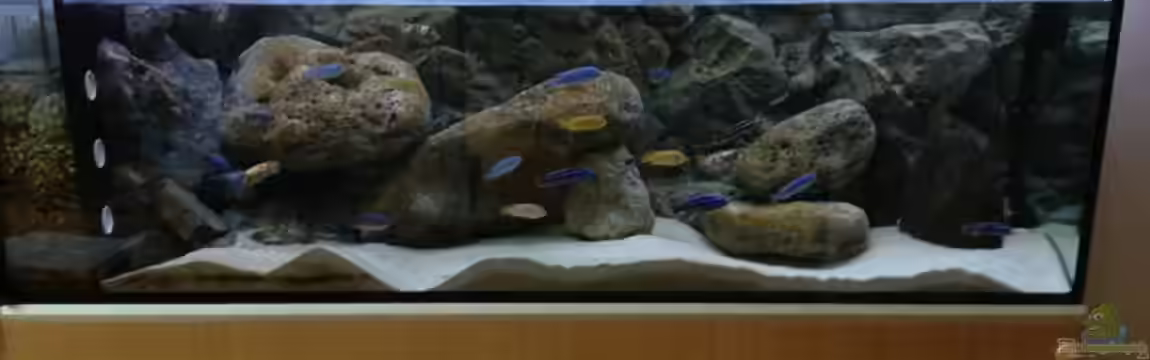 Mbuna Rocks(becken wurde aufgelöst) von Waldteufel