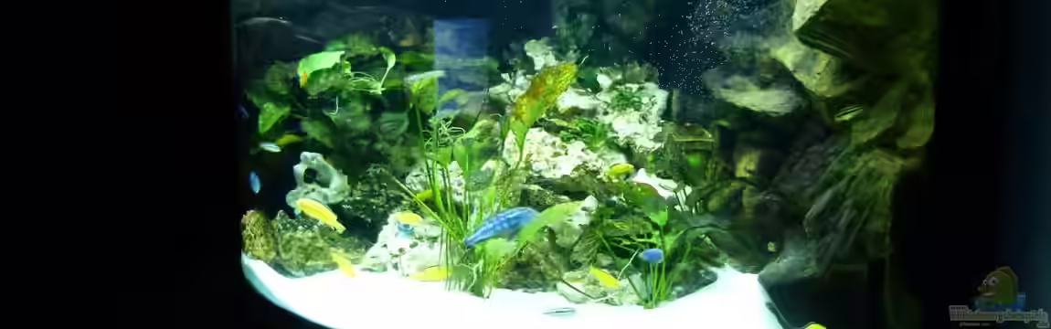 Mbuna350 Trigon von MF80