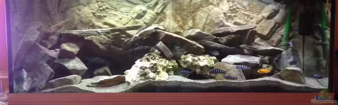 Mbunas 2014 von Malawianer09