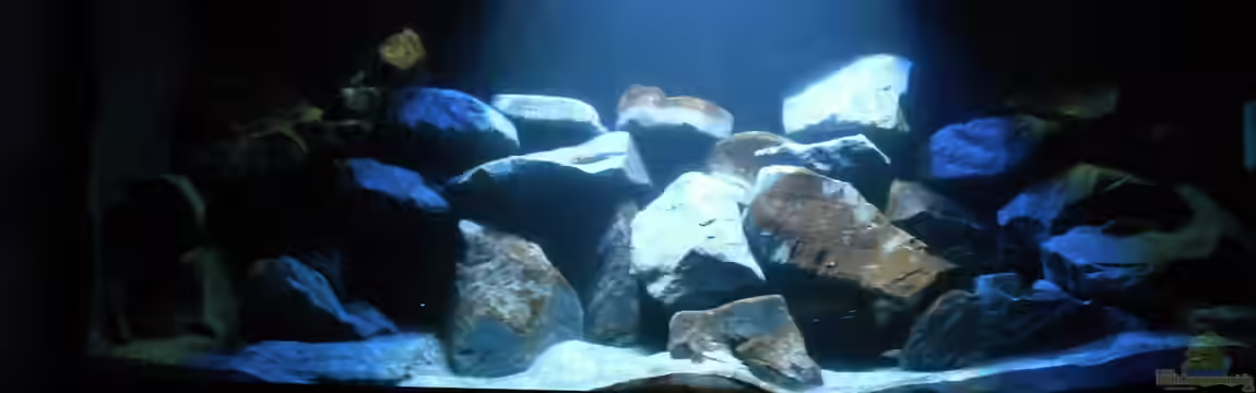 Mbunas Becken existiert wieder von Vision