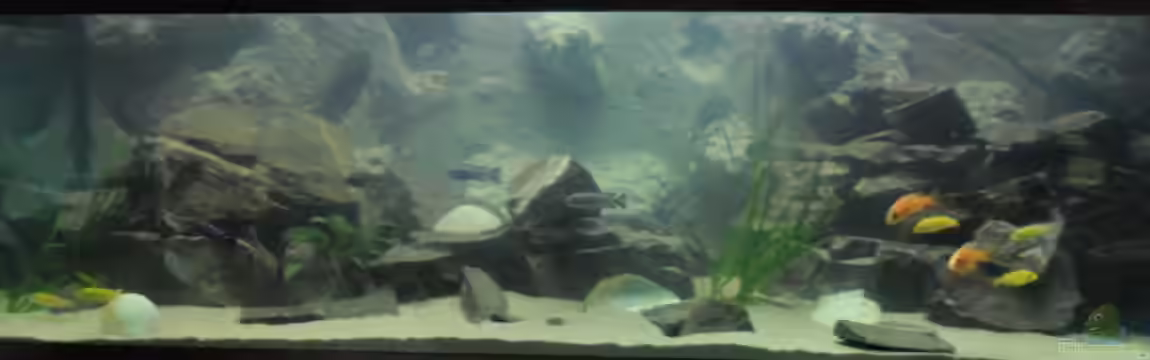 Mbuna´s Place von Marde