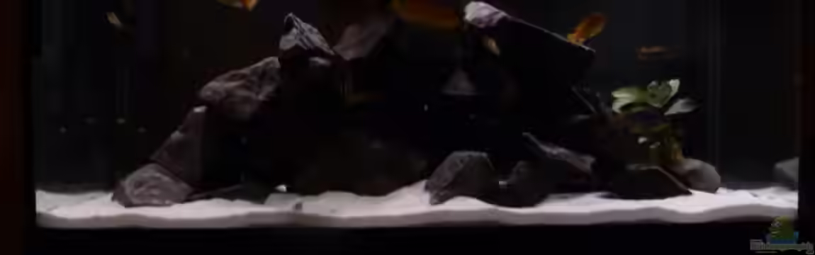 Mbunas rocks `n caves von Sebastian K.