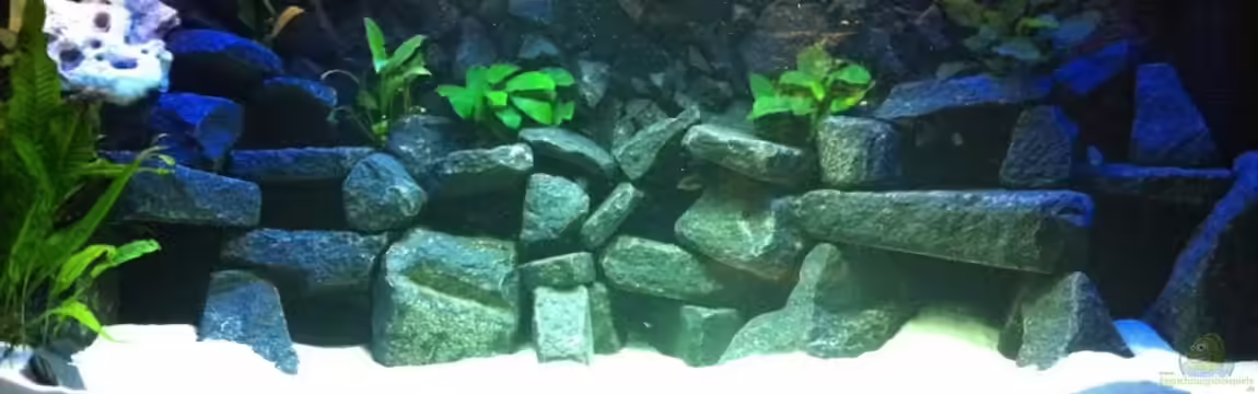 Meckel´s Malawi Tank von Meckel