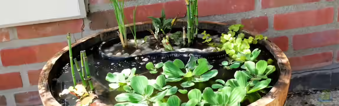 Medaka Miniteich von Barschfan Aqualive