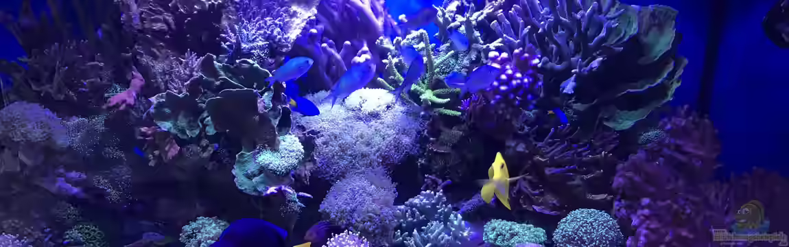 Meerwasser Korallenriff von Michael Schmidt