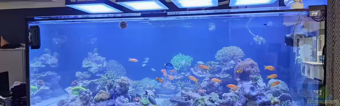 Meerwasser von Kirschi