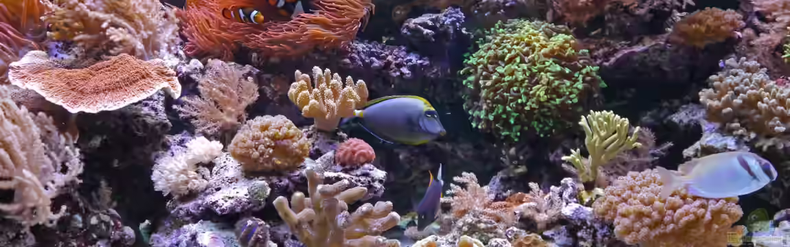 Meerwasseraquarium von Enrico