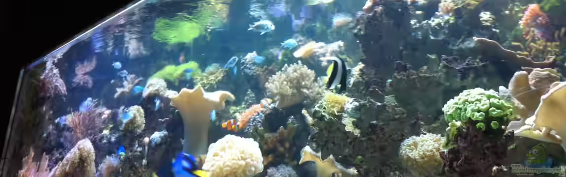 Meerwasserbecken deluxe von Nepomuk