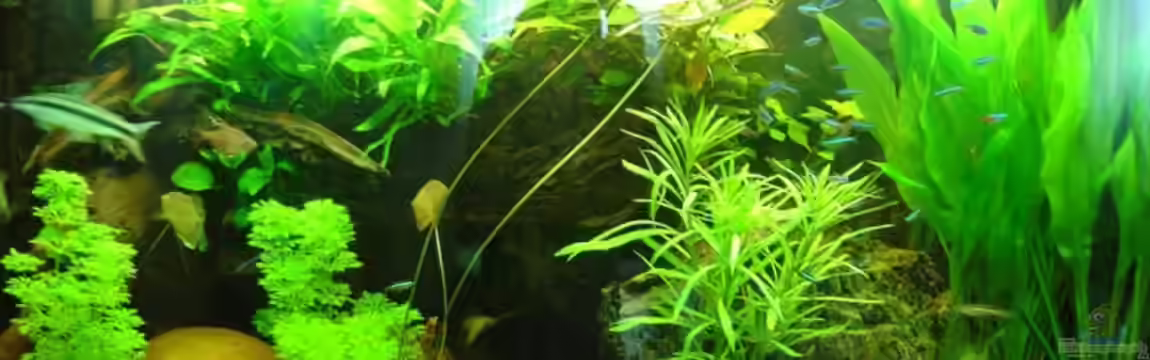 mein 1.Becken von Fohlenpower