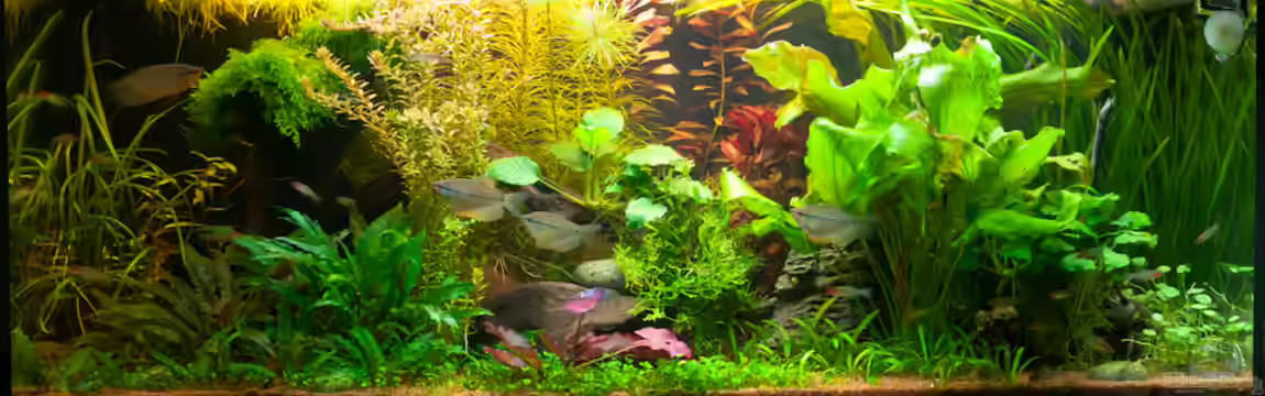 Mein 240er Gesellschaftsbecken von OttoKowalski