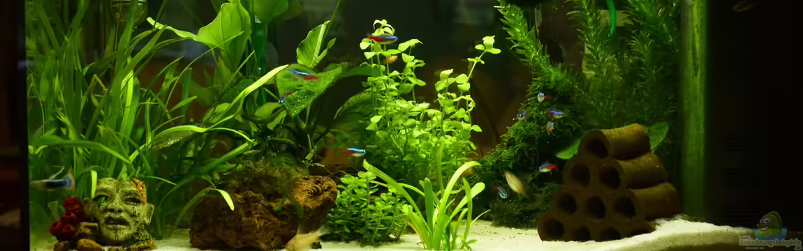 Mein allererstes Aquarium von Will