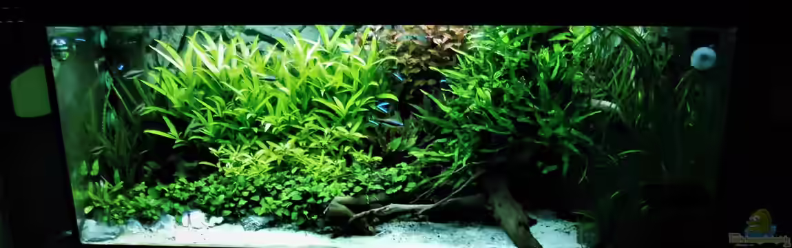 Mein Aquarium von Jah Gaid