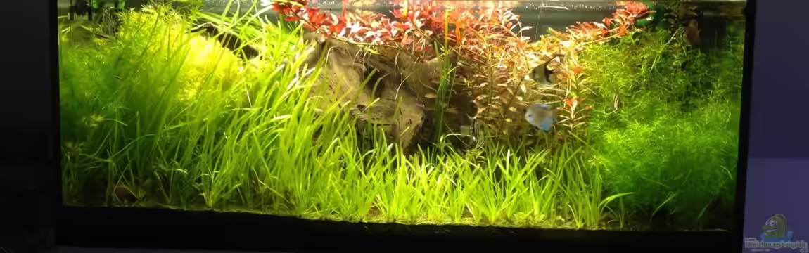 Mein Aquarium von Marc M