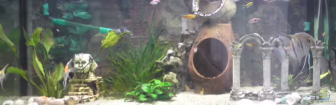 Mein Becken von Skalar-fan