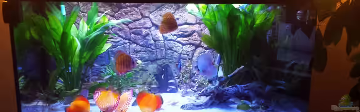 Mein Diskusbecken von Sonja N.