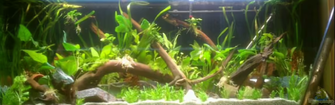 Mein eigenes Stück Amazonas von Andy90