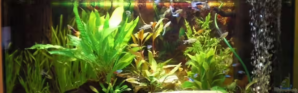 Mein erstes Aquarium von Delia Schulte