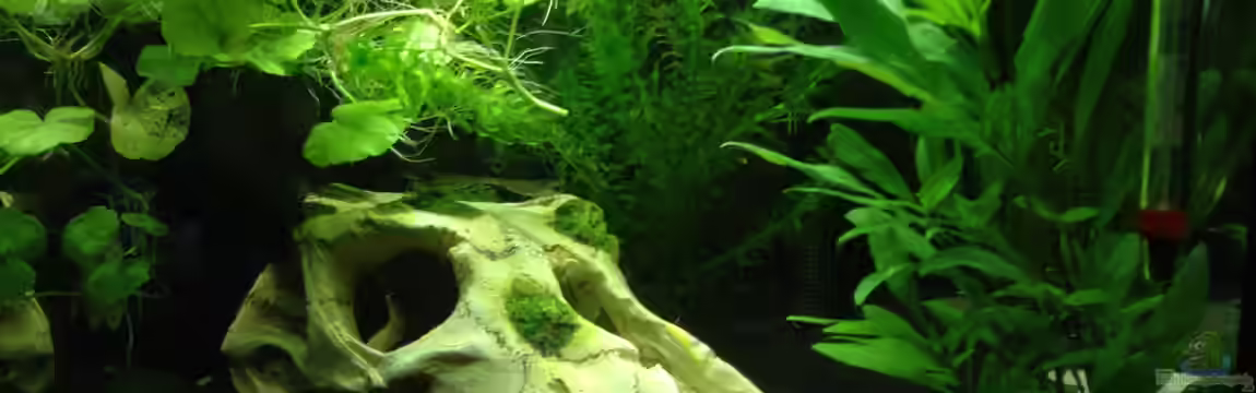 Mein erstes Aquarium von Johnny Martini