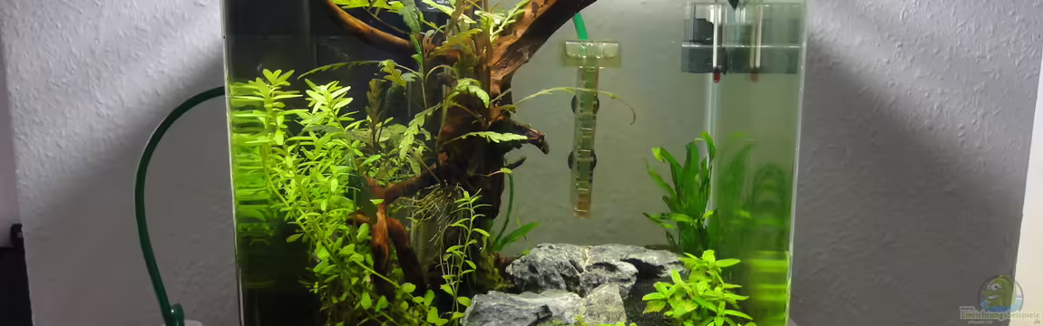 Mein erstes Aquascape von lolo
