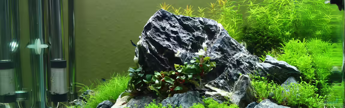 Mein erstes Aquascape von X-Rayminator