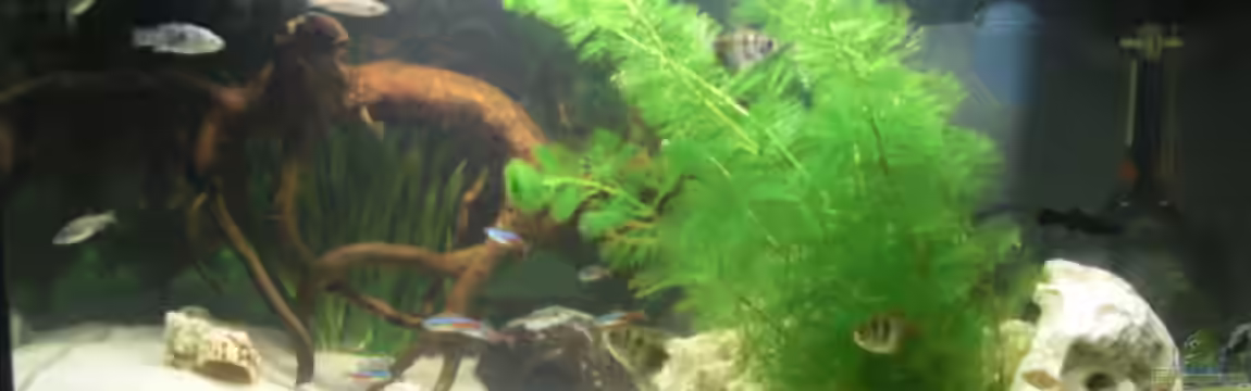 Mein erstes Becken von Weste