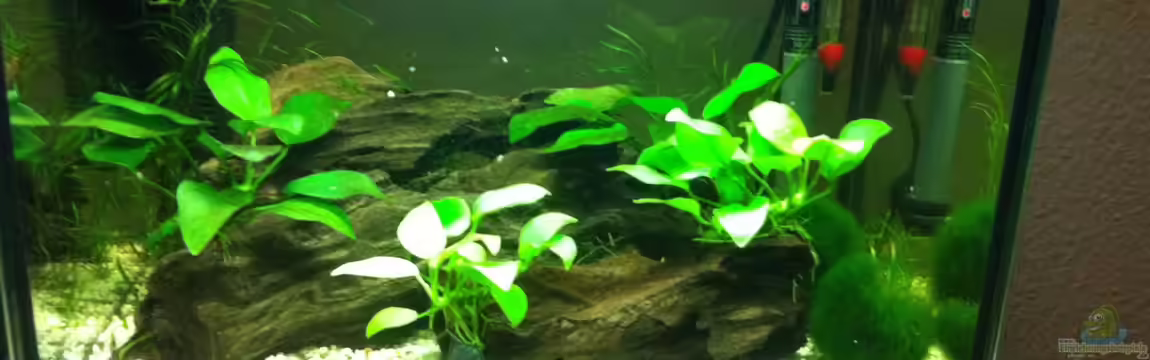 Mein erstes Nano Becken von RoZan