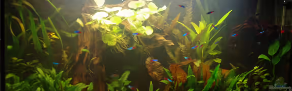 mein erstes Neon-Becken (nur noch Beispiel) von Herr H.