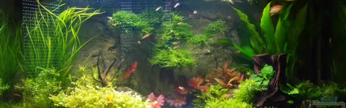 Mein Erstes! von Goos