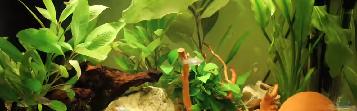 Mein Erstes von Strandberd