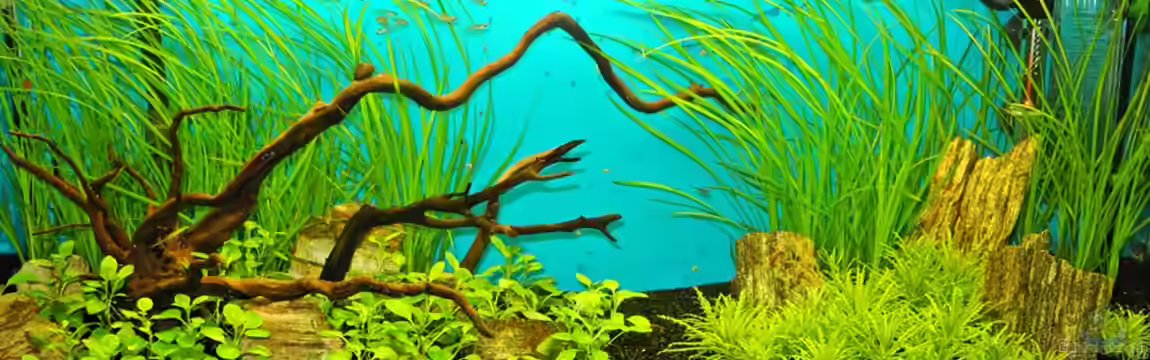 Mein Garnelenparadies von Kill-Bill