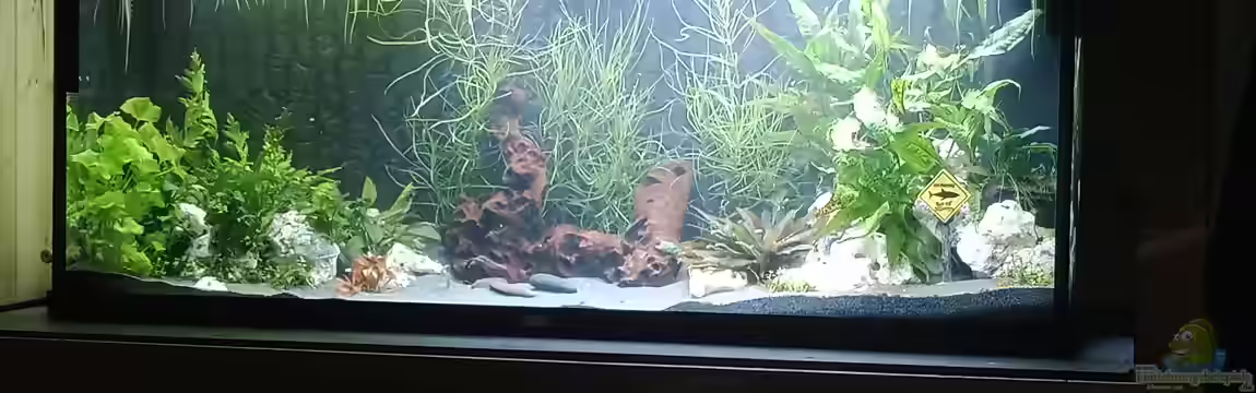 Mein Juwel Aquarium von Schmoalmisch Ranch