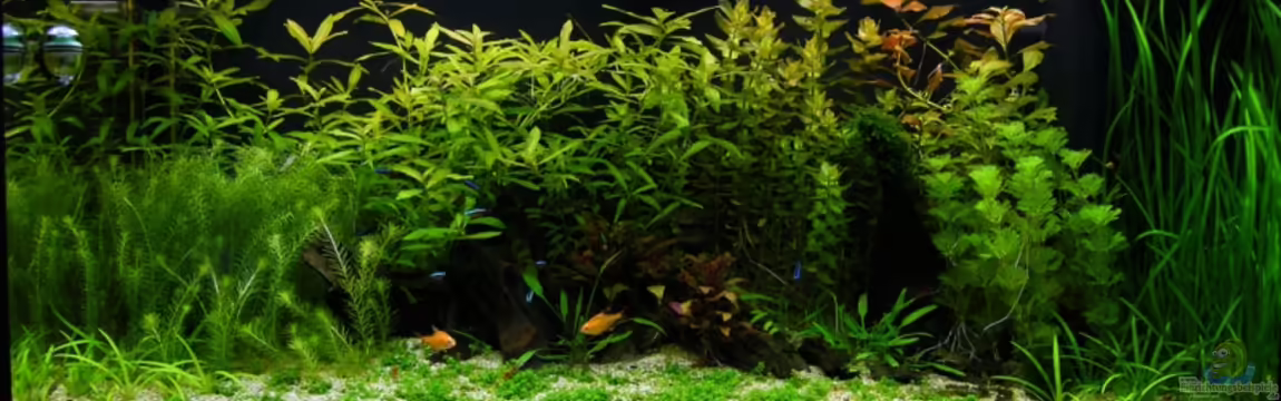 Mein JUWEL Rio 180 -) von Rob86