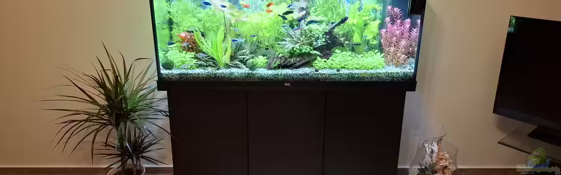 Mein kleiner Dschungel von SiggiPl