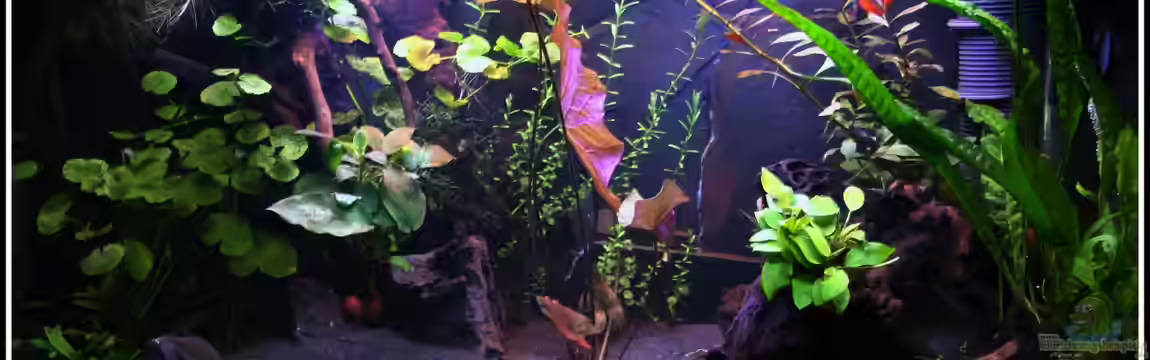 Mein kleiner Traum (dient nur noch als Beispiel) von mooni