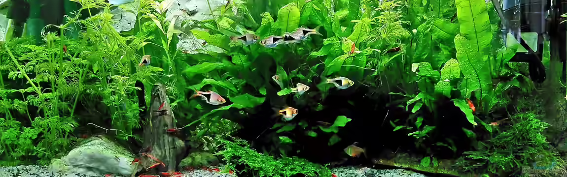 mein kleines Asien Becken von odin 68